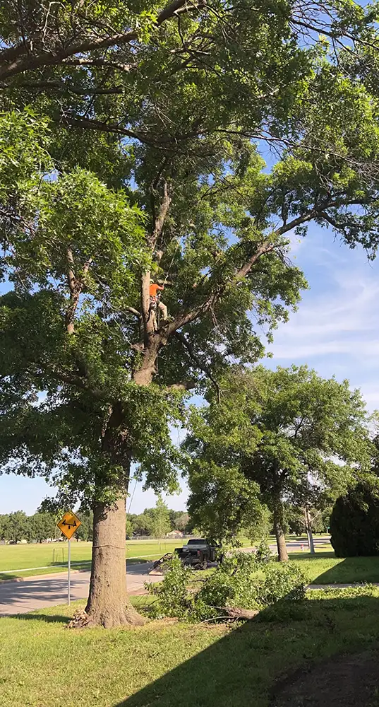process photo of tree removal from A&J Landscape and Tree Service in Topeka, KS