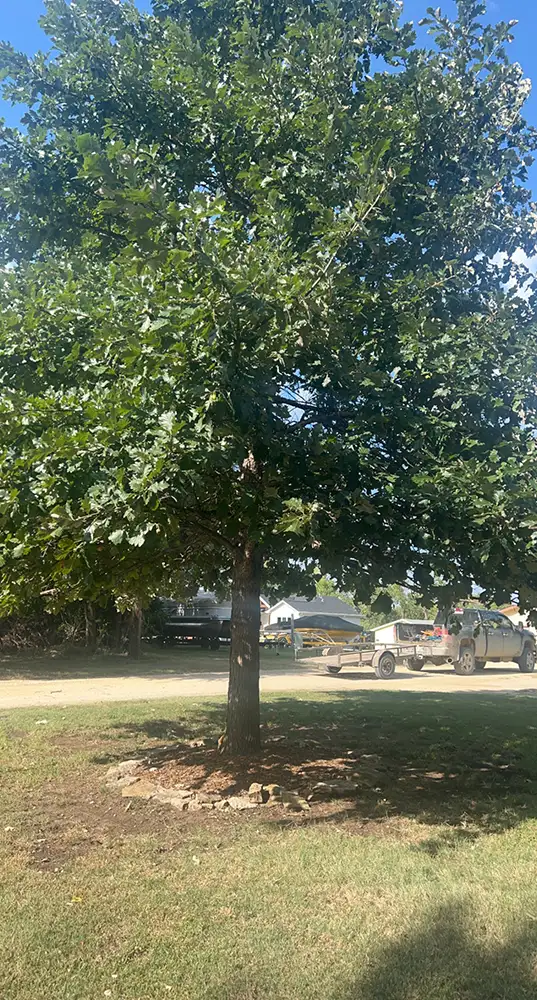 large tree outside home contracted to be removed by A&J Landscape and Tree Service in Topeka, KS