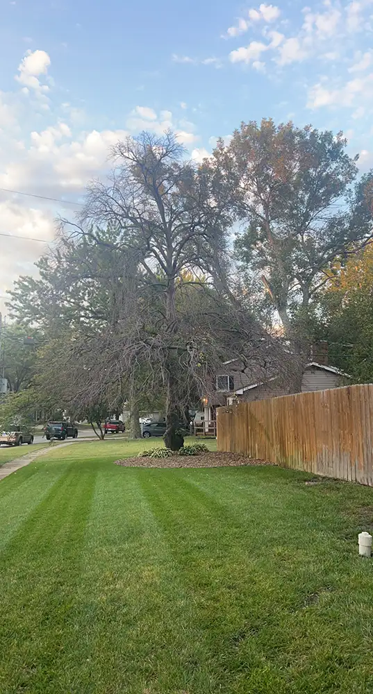 large tree outside home contracted to be removed by A&J Landscape and Tree Service in Topeka, KS